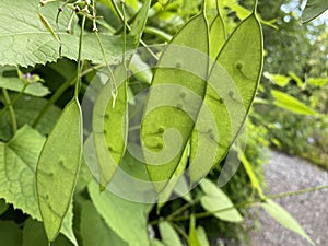 The Perennial honesty Lunaria rediviva, das Ausdauernde Silberblatt, Wildes Silberblatt oder Mondviole, RuÃÂ¾iÃÂasta mjeseÃÂnica photo